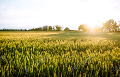 Preview: Green wheat field. Ripening ears of wheat field. Sunset light. Nice summer day