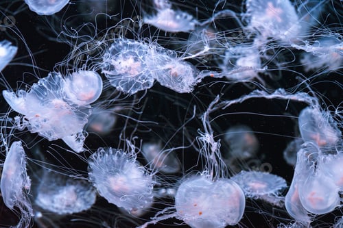 Preview: Chrysaora quinquecirrha, Atlantic or East Cost sea nettle jellyfish swim in blue water of aquarium