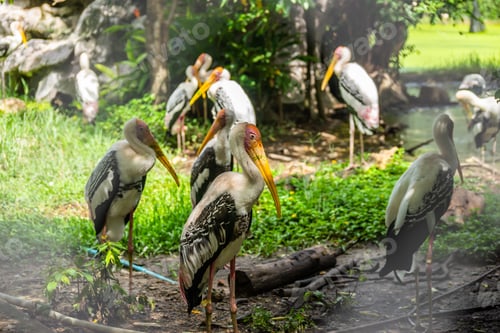 Vorschau: Gemalter Storch, Mycteria leucocephala im Freien im grünen Grasgarten