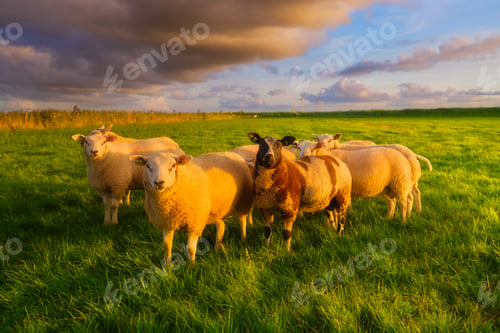 Preview: Sheep in a meadow during a bright sunset. Agriculture. Animals on the farm. Food production.