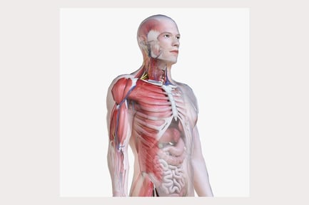 Preview: Detailed Male Anatomy System Low Poly