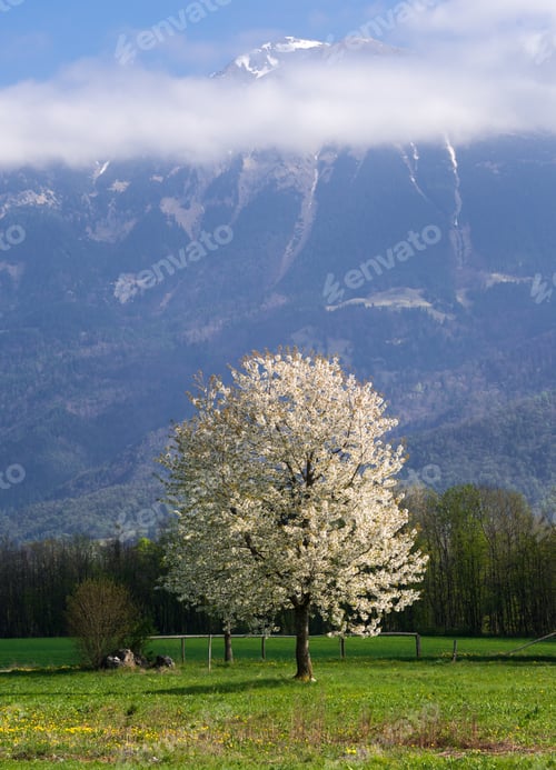 Preview: Cherry tree