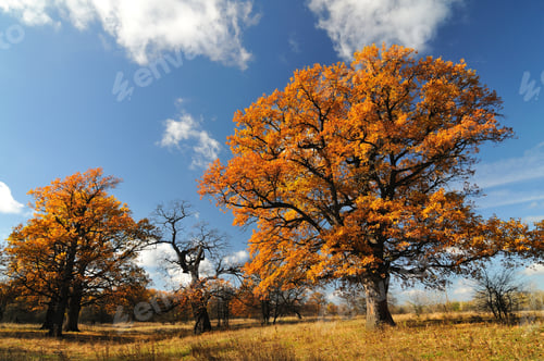 Preview: Beautiful autumn landscape of trees with leaves