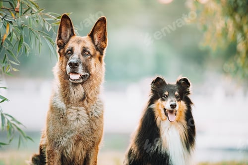 Preview: Alsatian Wolf Dog And Tricolor Rough Collie Sitiing Together In park. Funny Scottish Collie, Long