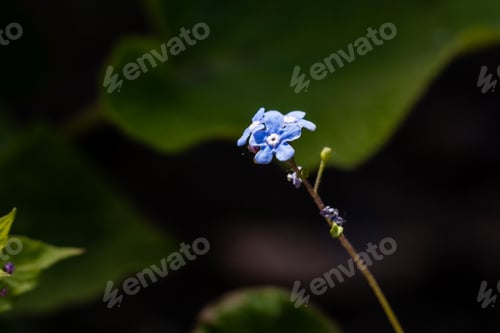 Preview: Flower forget-me-not