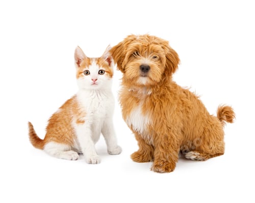 Preview: Orange and White Puppy and Kitten