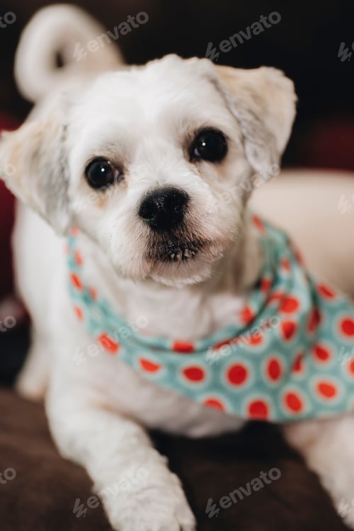 Preview: close up of white pet dog at home on couch