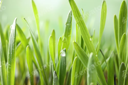 Preview: Green lush grass with water drops on blurred background, closeup