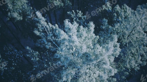 Preview: Snowy Forest In Winter Frosty Day. Blue And White Frost. Aerial View Above Amazing Pines During