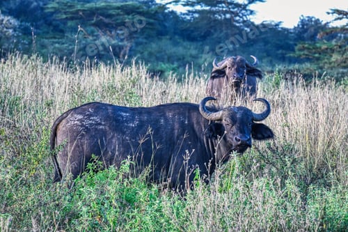 Preview: Water buffalo seen on a safari in Africa