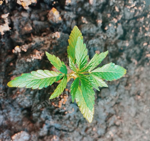 Preview: Closeup of growth cannabis plant