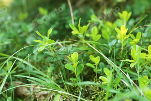 Preview: Green meadow with sprouts on summer day, closeup
