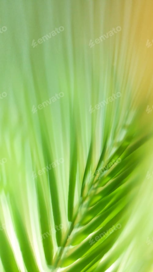 Preview: Abstract green background with palm leaf and shadow of the palm leaf