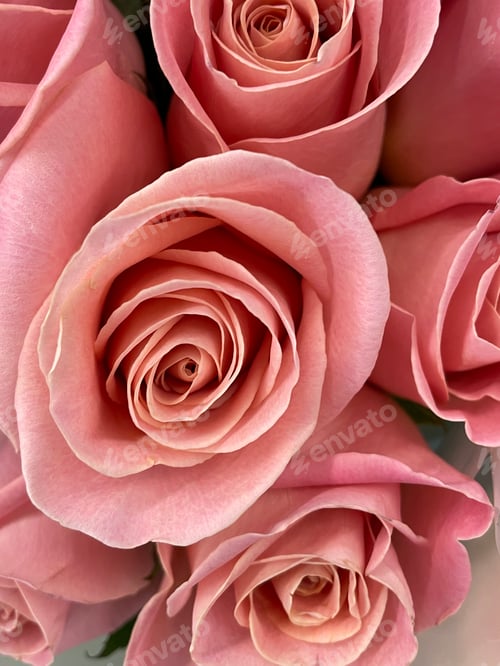 Preview: Roses