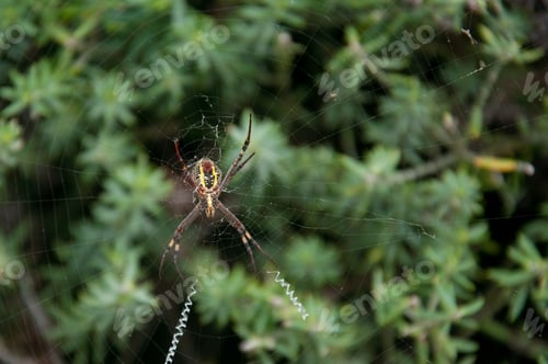 Preview: St Andrew's Cross spider