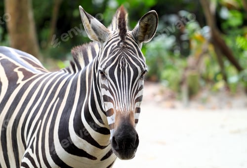 Preview: zebra