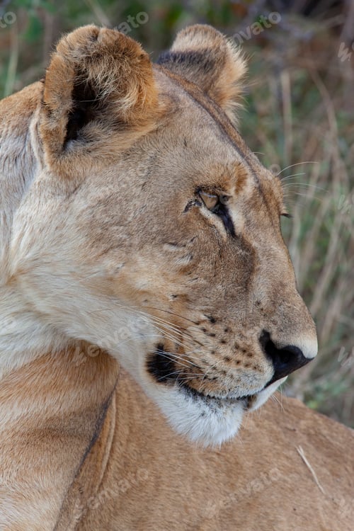 Preview: Lioness (Panthera leo) Botswana