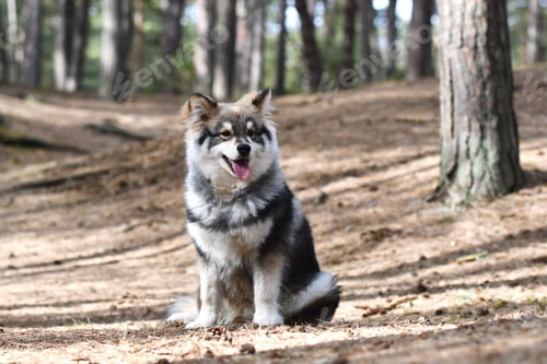 Preview: Portrait of a young and happy puppy finnish lapphund dog sitting in the forest or woods