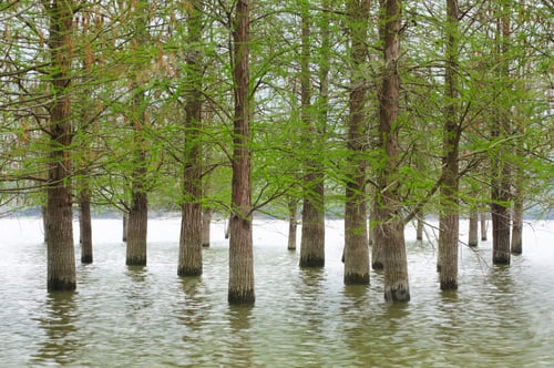 Preview: flooded trees landscape at springtime. smooth water.