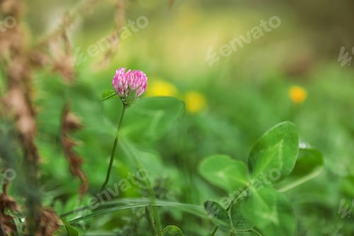 Preview: Meadow with green grass and blooming clover, closeup