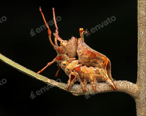 Preview: caterpillar