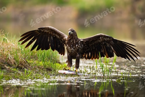 Preview: Majestic white-tailed eagle landing with spoil on the shore
