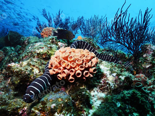 Preview: Colorful sea life underwater, shallow underwater seascape