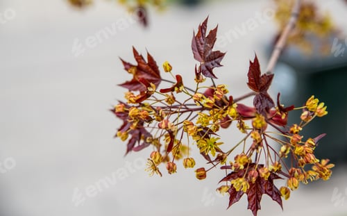 Preview: Green Flowers