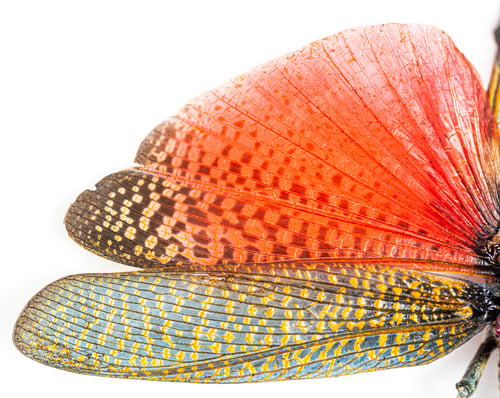 Preview: Detail of the wing of grasshopper specie Phymateus saxosus (Mada
