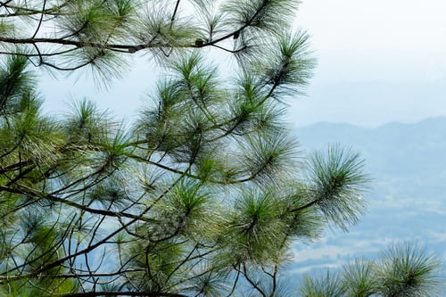 Preview: Pinus mugo - It is also known as creeping pine, dwarf mountain pine, mugo pine.