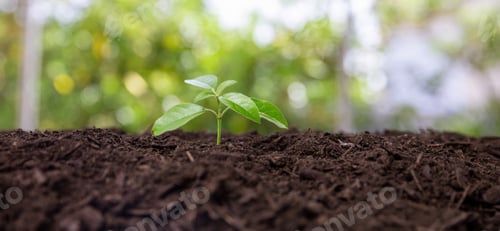 Preview: Sprout growth in garden soil, close up. Agriculture, ecology and new life concept.