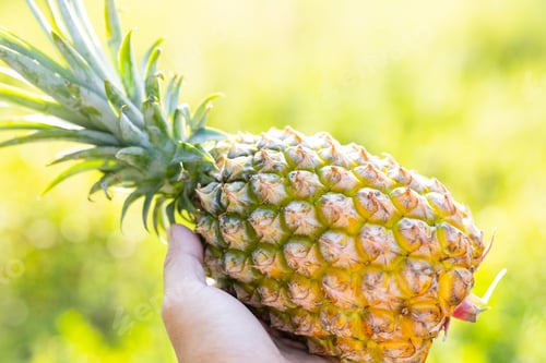 Preview: Hold with pineapple harvest under sunlight