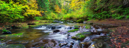Preview: River in Canadian Nature Rainforest. Trees in Forest.