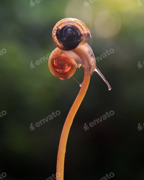 Preview: Snail