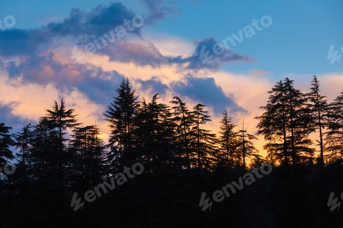 Preview: Silhouettes of trees on sunset