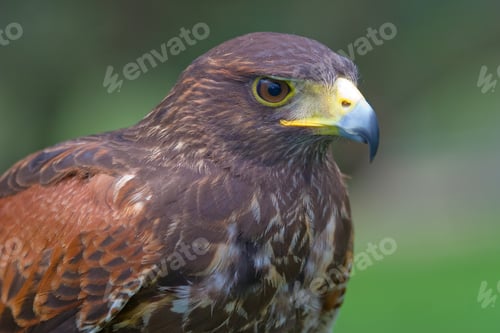 Preview: Harris's falcon ( Parabuteo unicintus )