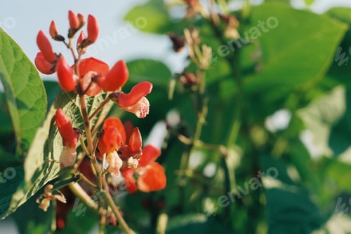 Preview: Runner beans flower
