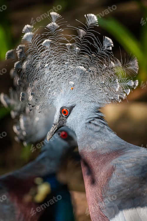 Preview: Exotic bird, Victoria Crown pigeon or Goura Victoria, closeup