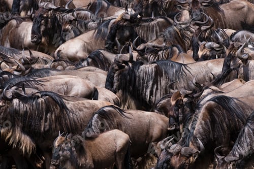 Preview: Eastern white-bearded wildebeest (Connochaetes taurinus), on the Mara river bank, Masai Mara