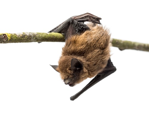 Preview: Old common bent-wing bat perched on a branch