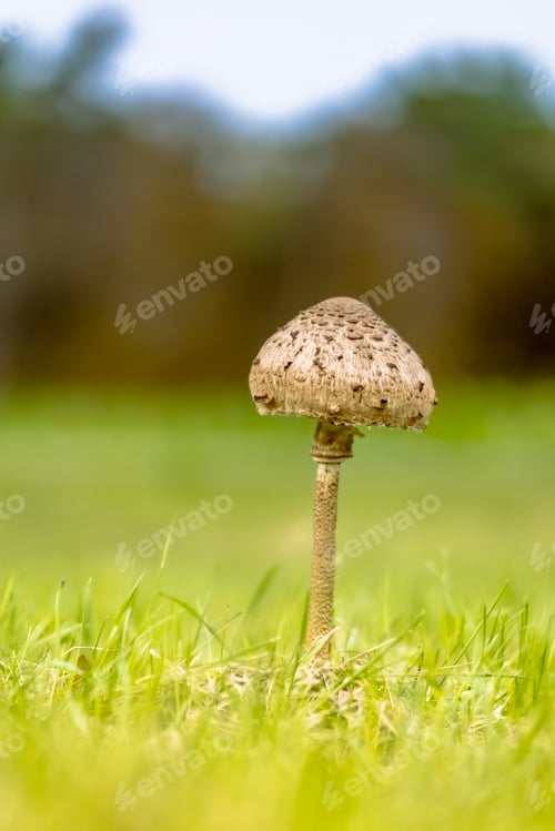Preview: Parasol Mushroom in meadow