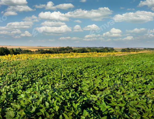 Preview: soybean field, summer flowering period