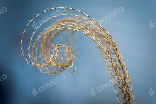 Preview: Beauty in nature spiral design golden ratio concept