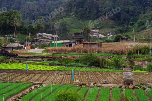 Preview: Agricultural industry. Growing vegetables on field near the mountains.