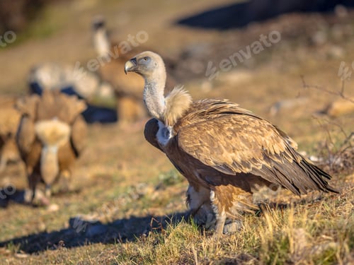Preview: Griffon vulture perched on ground