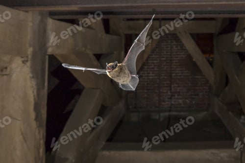 Preview: Flying pipistrelle bat in church tower