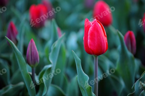 Preview: Tulips in red