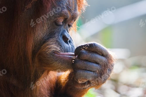 Preview: Orangutan