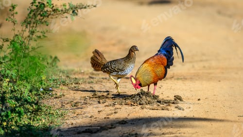 Preview: A male and female Sri Lankan junglefowl forage together on a sunlit dirt track in Yala