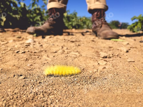 Preview: Encountering a fuzzy caterpillar